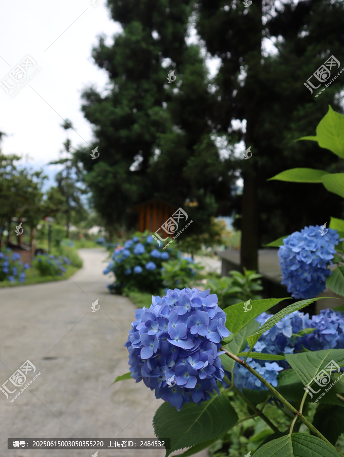 小径旁绽放的蓝色绣球花