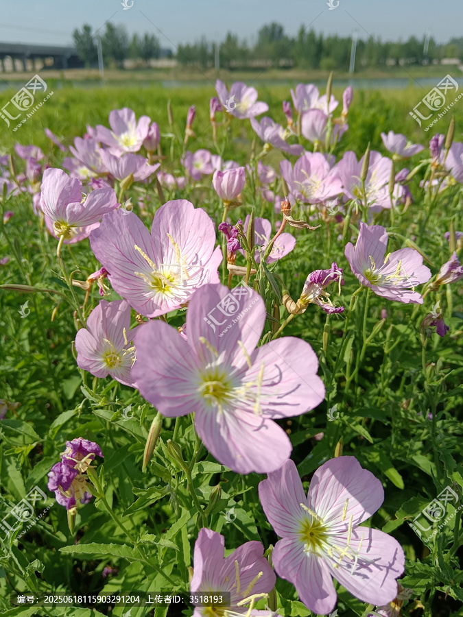 月见草花海
