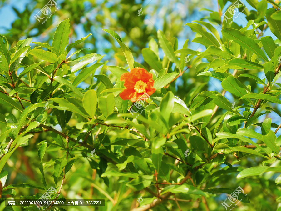 石榴花