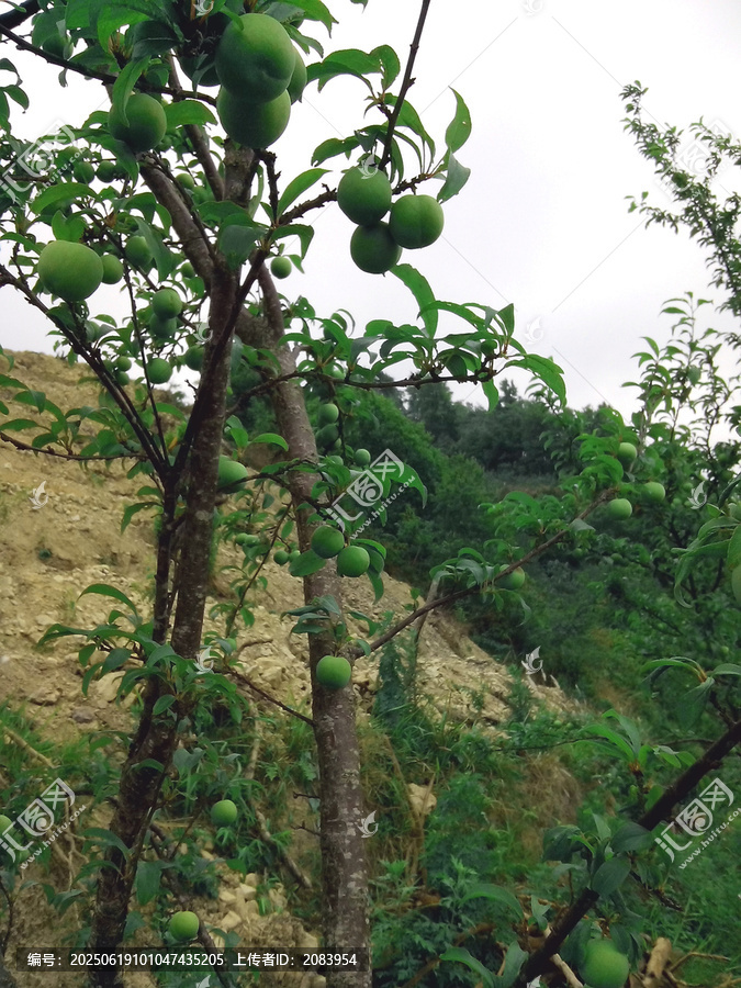 天峨珍珠李
