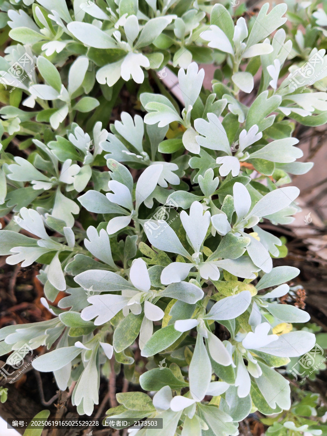 芙蓉菊