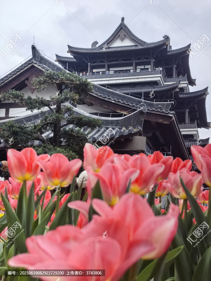 古塔郁金香