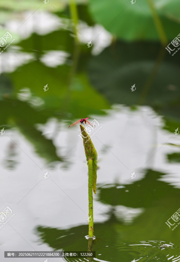 蜻蜓