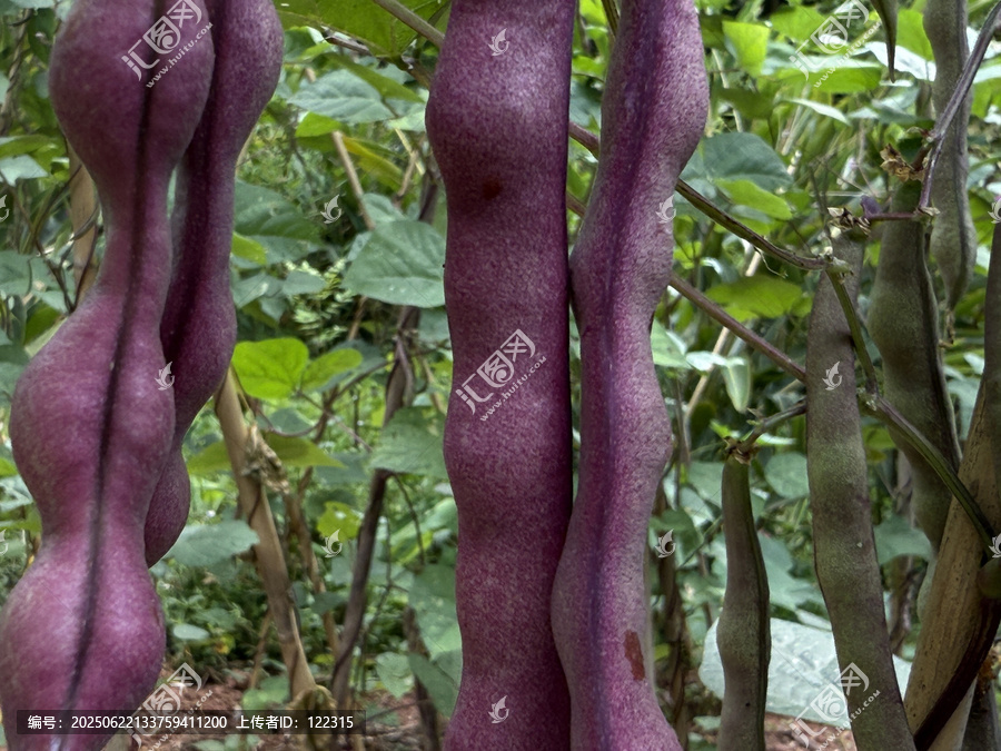 紫豆角