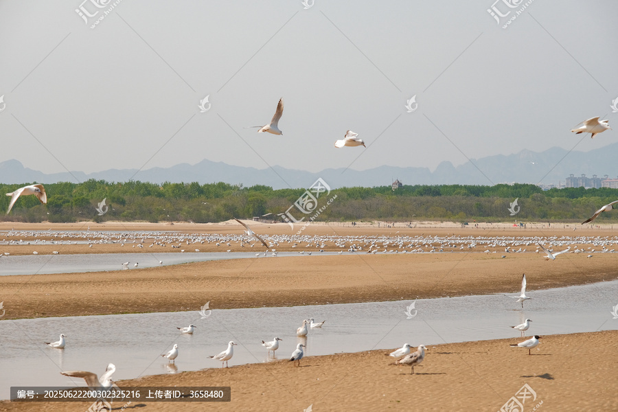 秦皇岛鸽子窝湿地的海鸥群