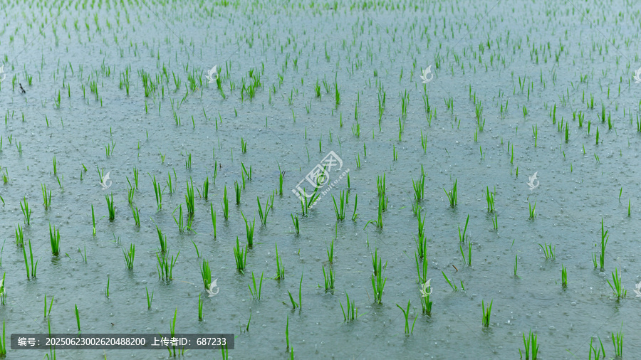 水田中的嫩绿秧苗