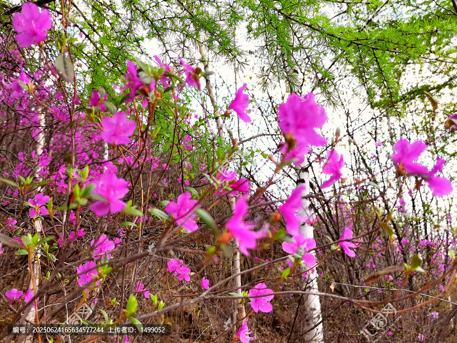 兴安杜鹃花
