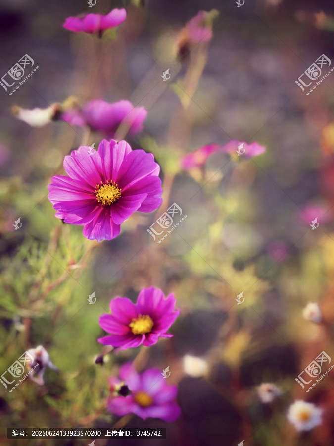 紫色格桑花
