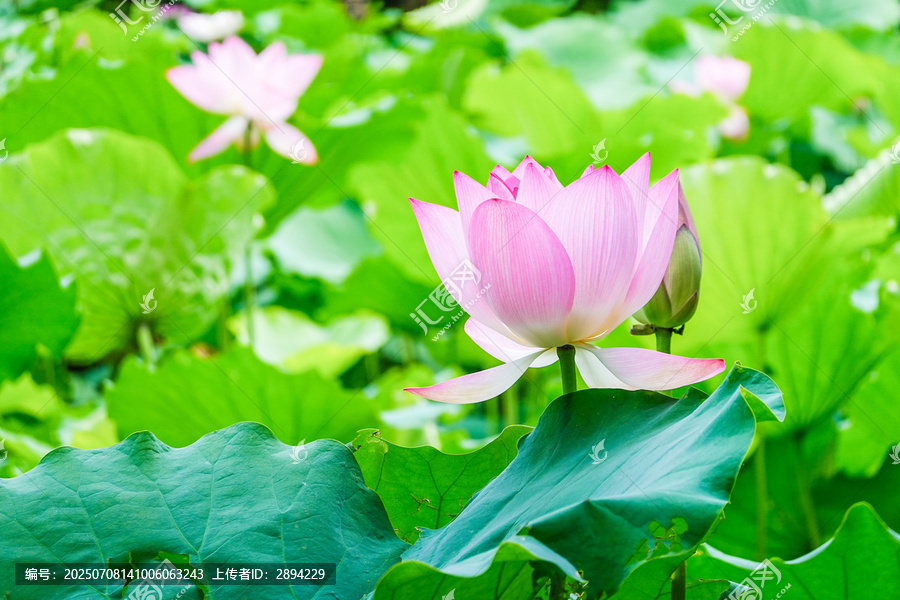 娇艳荷花绽放于绿叶间