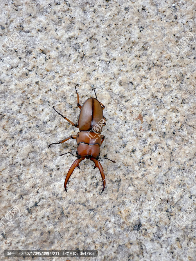 褐黄前锹甲虫