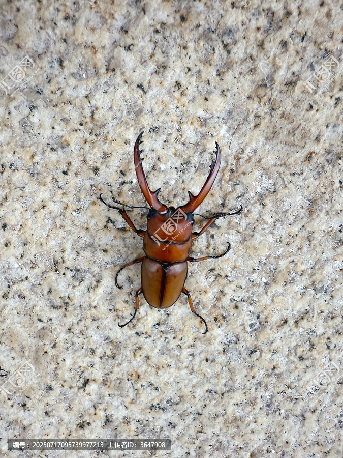 褐黄前锹甲虫