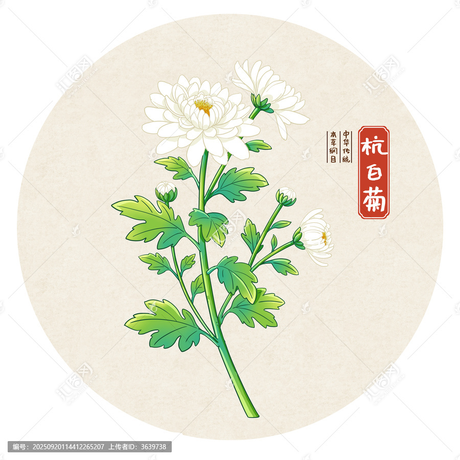 杭白菊中药手绘插画