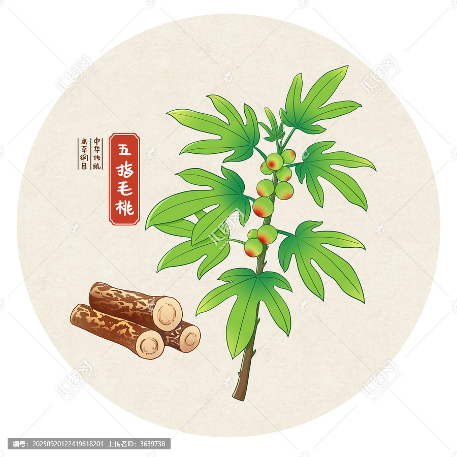 五指毛桃中药手绘插画
