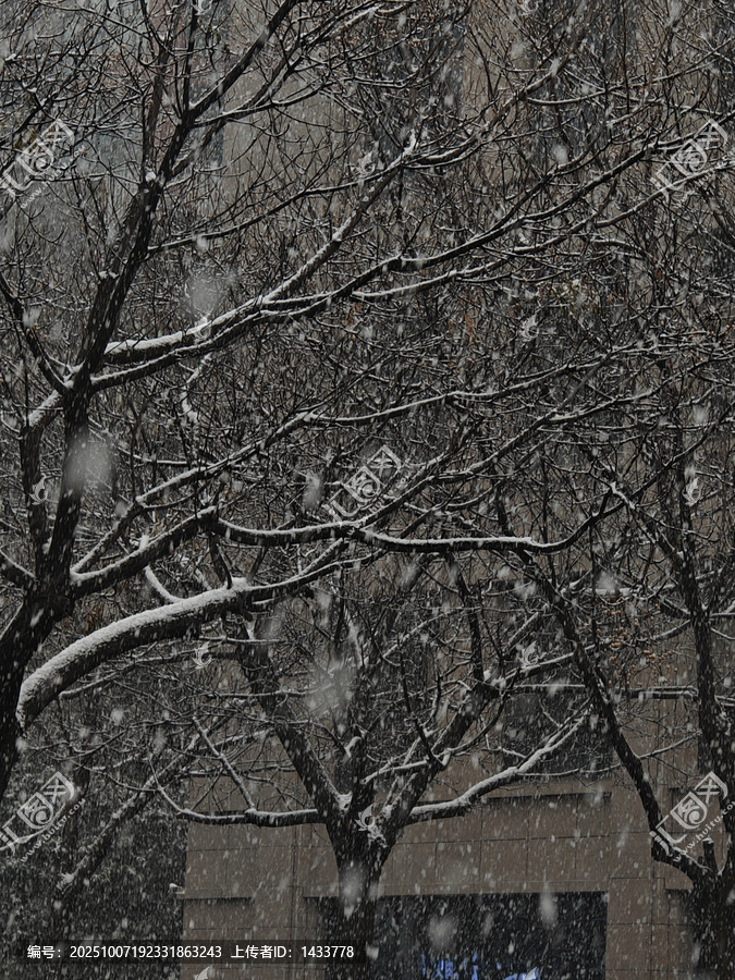 飘雪时的城市树木景观