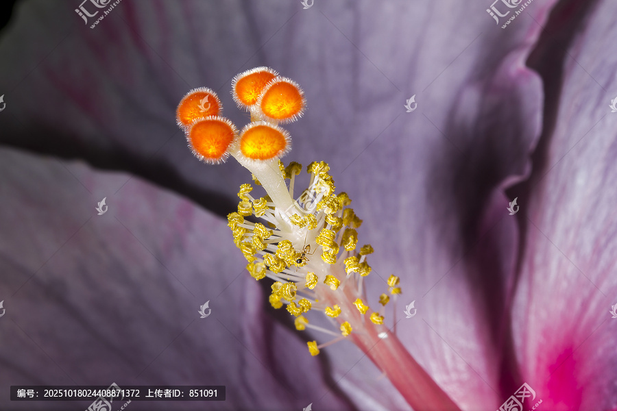 紫色木槿花的花粉