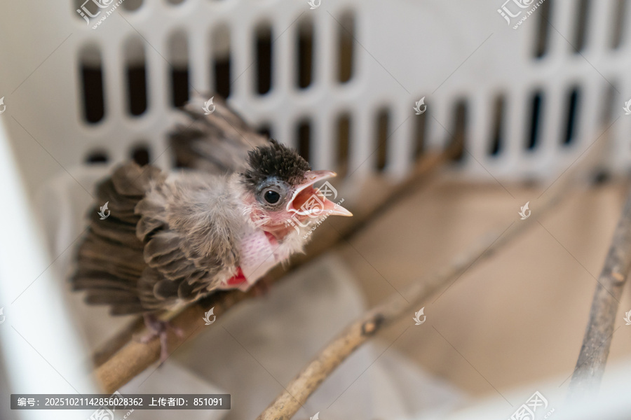 鸟类气囊破裂的治疗，幼年红嘴相思鸟被猫攻击后的伤害