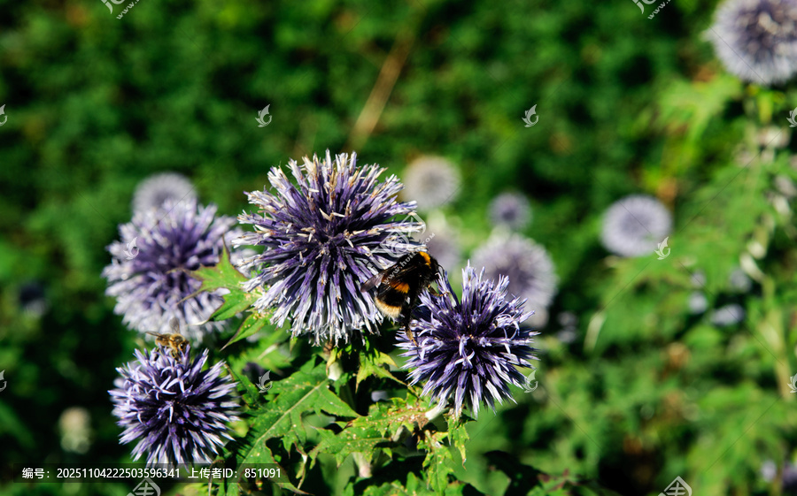 巨型洋葱（Allium,Giganteum）在绿色背景的花园中盛开