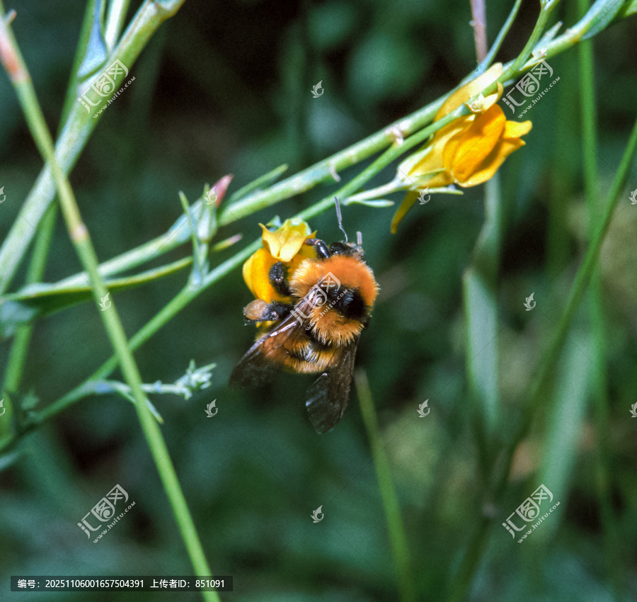 Bombus,fragrans,-,大黄蜂在绿色叶子上，南部乌克兰