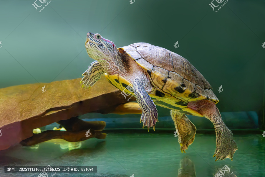 家养红耳龟，Trachemys,scripta,在水族箱中。沼泽滑龟在水中游泳。著名的淡水龟，适合水