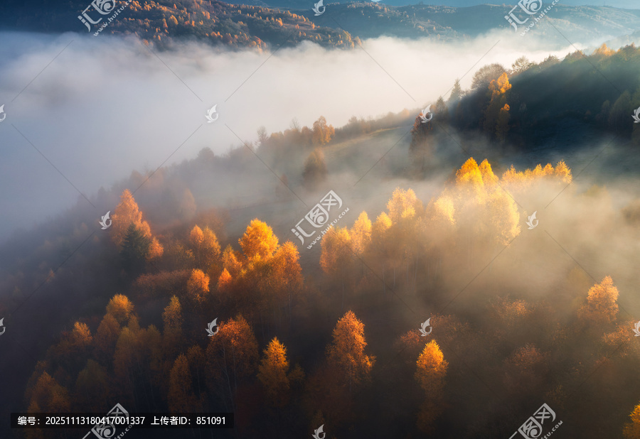 乌克兰秋季日出时低云笼罩下的山林航拍画面。秋季雾中红橙色树木的山丘。美丽的山地雾林景观。从上方无人机