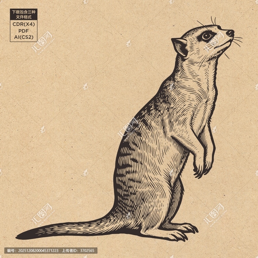 站立的条猫鼬插画