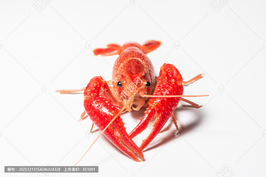 白背景上的龙虾